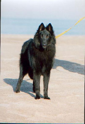 Akela