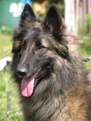 Nadjarah's Dora June 2008