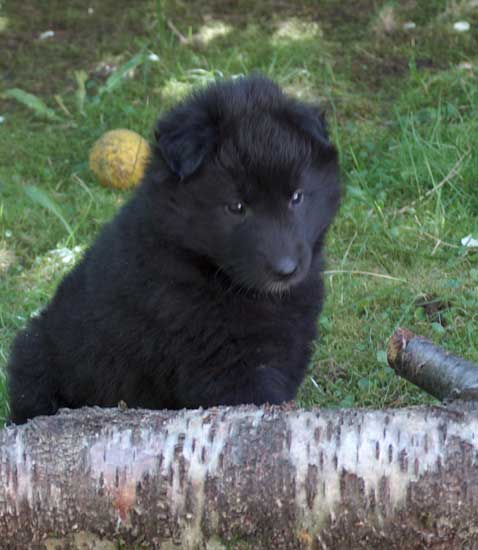 female 5 weeks