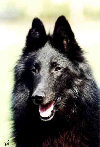 Litchi du Crepuscule des Loups