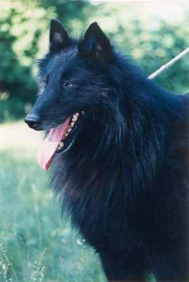 Nebukadnezar of the Two