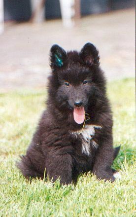 Litterbrother of our Black Ghost