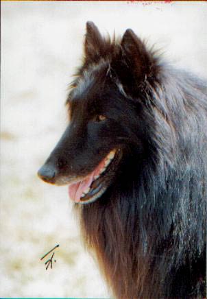 Igor