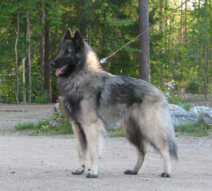 "Rossi" July 2008