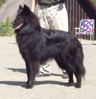 Nadjarah's Aiko