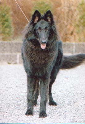 Nadjarah's Arko