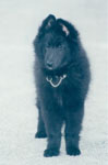 Othello as a puppy
